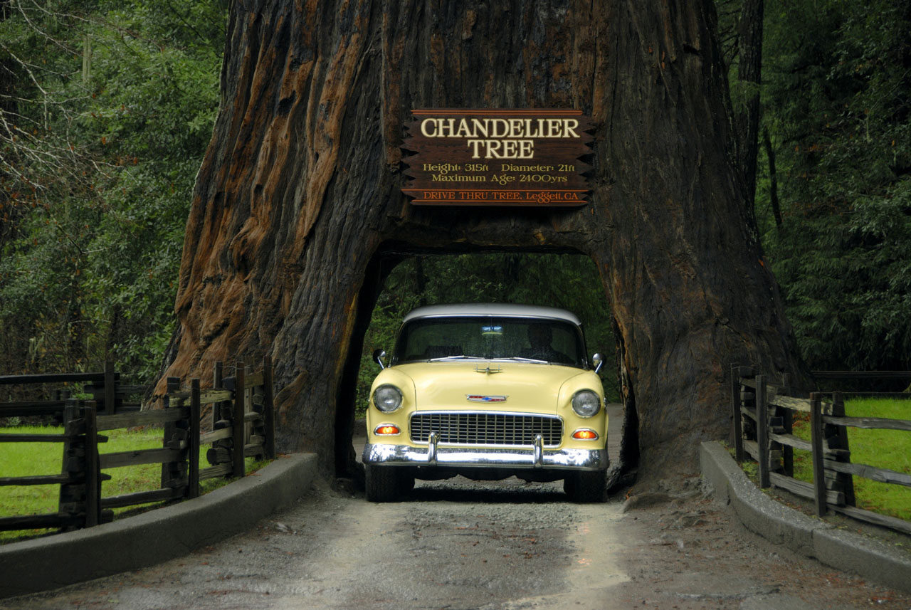 Chandelier Drive Thru Tree with 1955 Chevy